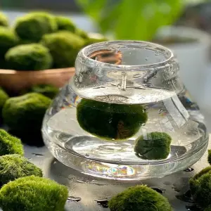 Tảo Cầu Marimo hiện tượng mới trong giới cây cảnh mini