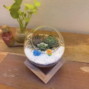 Chiêm ngưỡng ảnh terrarium tiểu cảnh trong bình độc đáo