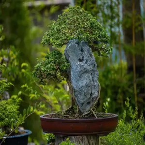 Top thế cây bonsai nghệ thuật đẳng cấp mang lại tài lộc