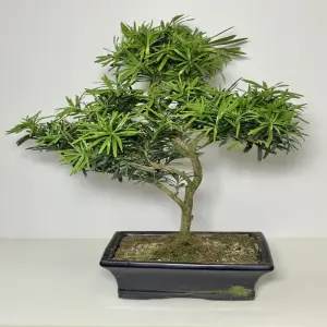 Top những siêu phẩm tùng la hán đại diện cho sự quyền quý