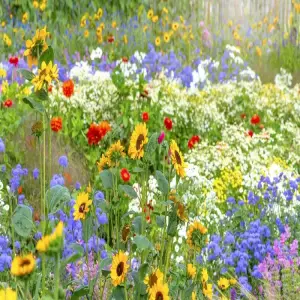 Chiêm ngưỡng vườn hoa đẹp rực rỡ khiến ai cũng mê mẩn