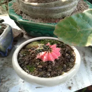 Ảnh xương rồng mang cá tính riêng cho không gian