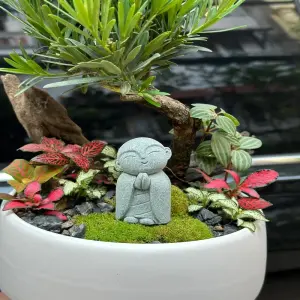 Bộ sưu tập 95+ ảnh bonsai trong nhà khiến giới chơi cây mê