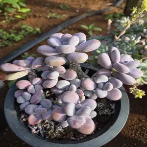 Khám phá 88+ ảnh sen đá sỏi hồng loài cây tượng trưng tình yêu