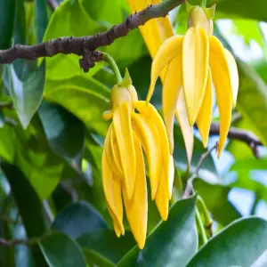 Cây Hoàng Lan và những khung hình khiến lòng say