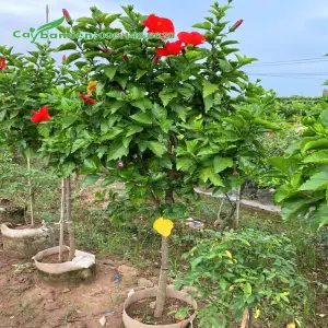 cây râm bụt bon sai đẹp mê hoặc qua 15 ảnh