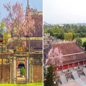 Hoa ngô đồng Huế đẹp mê hoặc giữa trời xuân