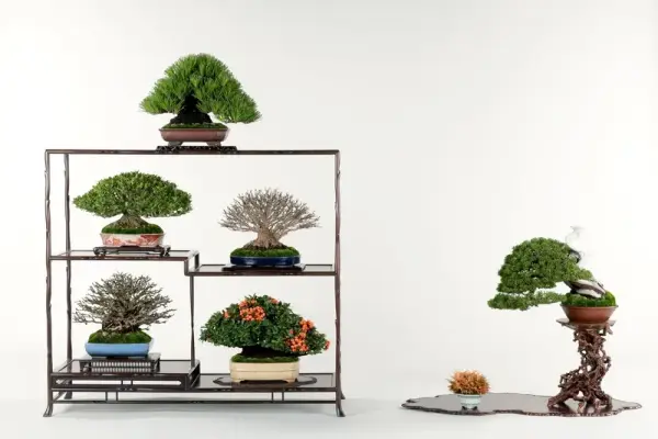 Tinh hoa nghệ thuật bonsai Nhật Bản nâng tầm không gian