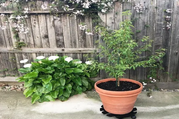 25+ mẫu cây ăn quả trong chậu đẹp và dễ trồng tại nhà