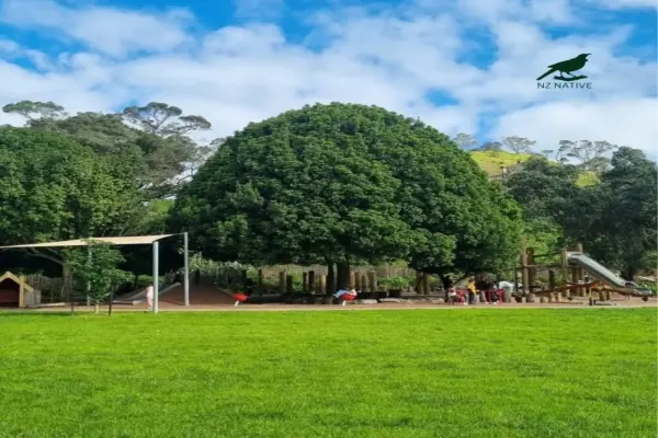 55+ Hình ảnh cây bóng mát trước nhà hợp phong thủy tốt