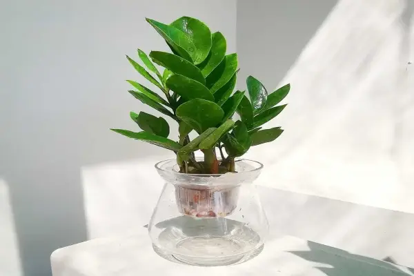 Cây để bàn thờ Thần Tài vừa đẹp vừa mang tài lộc về nhà