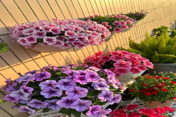 Ảnh cây Hoa Dạ Yến Thảo đẹp nổi bật trong thế giới cây cảnh