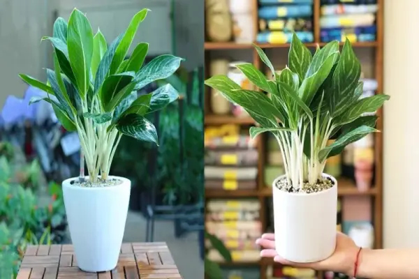 Tổng hợp ảnh cây hợp mệnh kim thu hút vượng khí tốt nhất