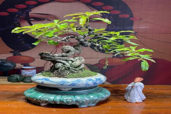 Những tác phẩm cây lộc vừng bonsai nghệ thuật đẳng cấp nhất