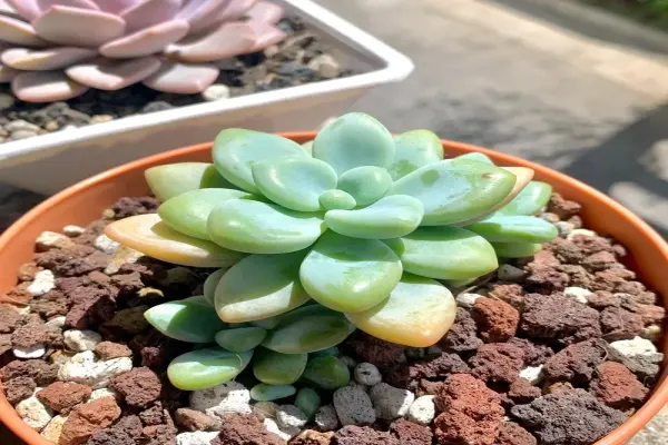 Tuyển chọn ảnh cây mọng nước đẹp dễ chăm sóc