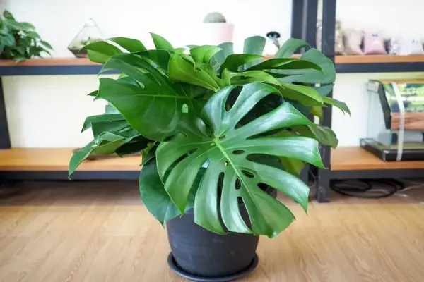 Cây Monstera phong thủy tốt cho sức khỏe và tài lộc