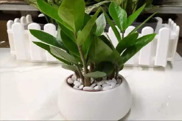 Cây phong thủy theo tuổi 12 con giáp giúp hút tài lộc mỗi ngày