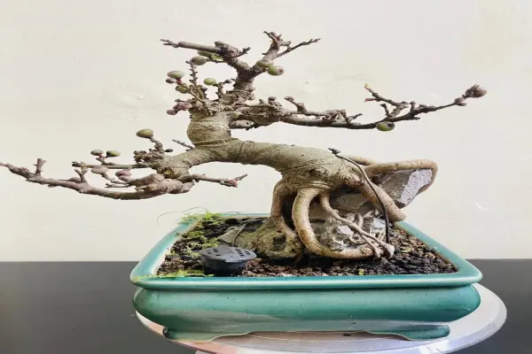 Những tác phẩm cây sung bonsai nghệ thuật mang lại tài lộc