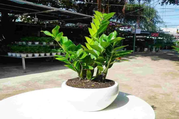 Cây tặng khai trương siêu ý nghĩa mong chúc gia chủ thành đạt