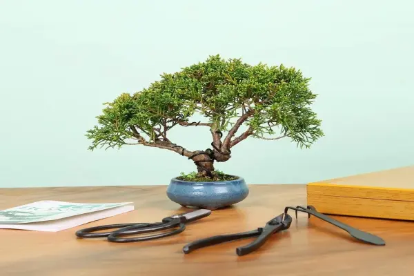Bộ dụng cụ bonsai chuyên nghiệp cho người yêu cây cảnh