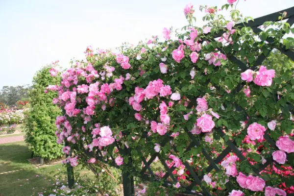 Giàn hoa đẹp mang đến cảm hứng không gian đầy màu sắc