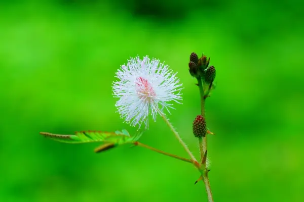 Ảnh hoa trinh nữ khiến nhiều người không khỏi ngạc nhiên