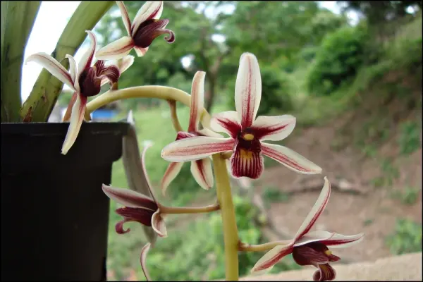 1001+ hình ảnh lan kiếm đẹp khiến người xem mê mẩn