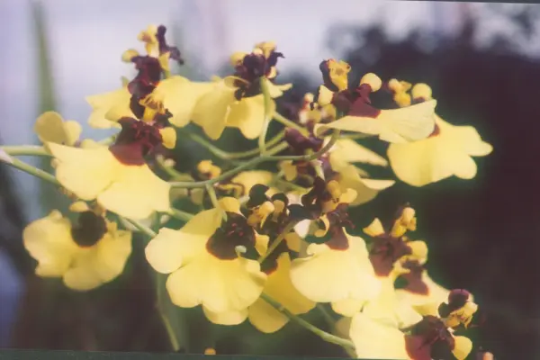 Chiêm ngưỡng hình ảnh lan vũ nữ rực rỡ đầy cuốn hút