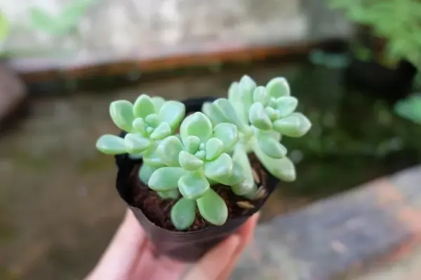 Ảnh sen đá nghệ thuật cho người yêu cây cảnh nhỏ