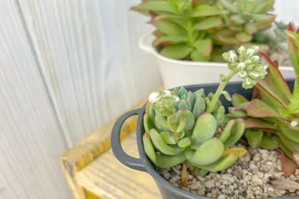 Ngắm nhìn sen đá đẹp khiến giới trẻ phát sốt năm nay