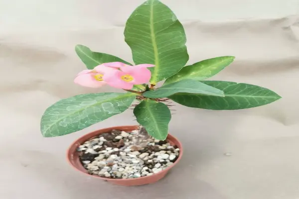 Bộ ảnh xương rồng bát tiên được săn tìm nhiều nhất