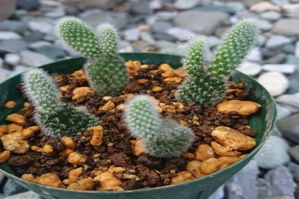 Ngắm nhìn ảnh xương rồng Tai Thỏ xanh mướt tự nhiên