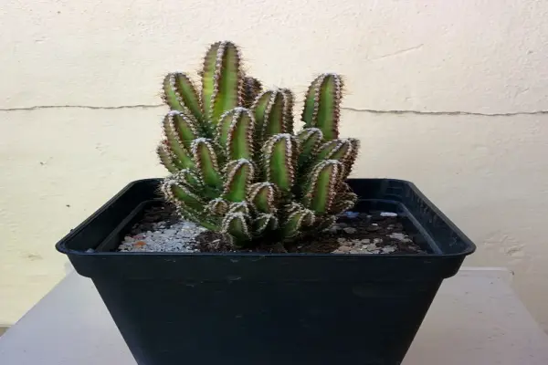 Chiêm ngưỡng ảnh xương rồng Thanh Sơn dáng độc đáo