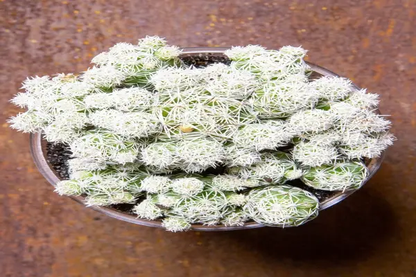 Ảnh xương rồng Trứng Cút khiến dân mê cây phát cuồng