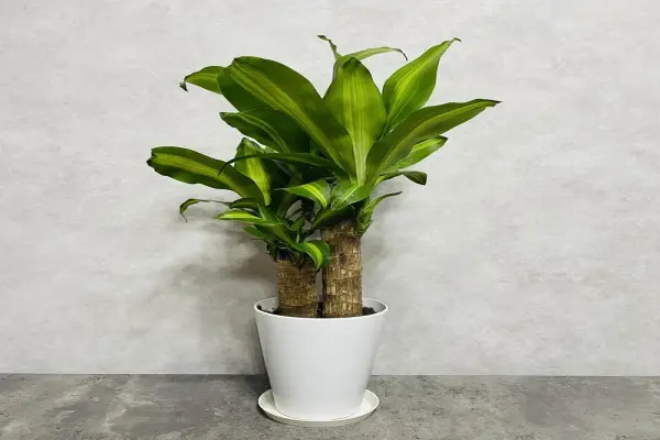 Top 50 bộ ảnh Thiết Mộc Lan đẹp mang lại đại cát đại lợi