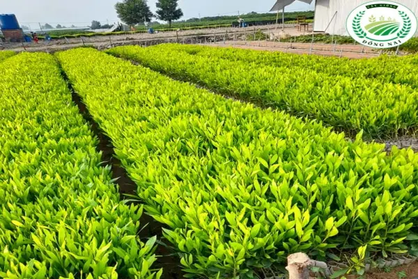 Ảnh đẹp Cây Keo Lá Tràm xanh mướt đầy cuốn hút