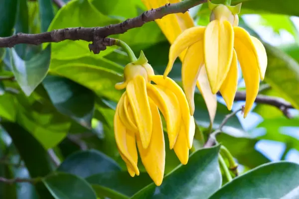 Cây Hoàng Lan và những khung hình khiến lòng say