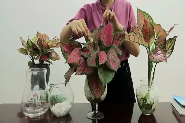 Cây Vạn Lộc mini đẹp rực rỡ cho góc xanh may mắn