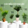 Ảnh đẹp Cây Đại Lộc làm bừng sáng mọi không gian