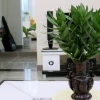 Ảnh đẹp Cây Phát Tài Búp Sen đầy sức sống