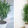 Ảnh đẹp Cây Thanh Lan khiến không gian bừng sáng