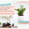 Bộ ảnh Cây Kim Phát Tài đẹp sang trọng hút tài lộc