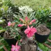 Bộ ảnh Cây Sứ Thái đẹp mê hoặc lòng người
