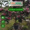 Bộ ảnh Cây Thiên Phúc đẹp rực rỡ cho khu vườn 2026