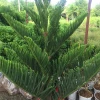 Cây Bách Tán đẹp như tháp xanh giữa vườn