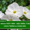 Cây Bách Thủy Tiên đẹp mê hoặc trong từng khung hình