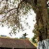 Cây Bồ Đề Cảnh đẹp thanh tịnh và đầy cuốn hút