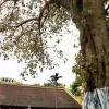 Cây Bồ Đề đẹp thanh tịnh lay động mọi ánh nhìn