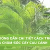 Cây Cau Cảnh mini đẹp cho góc xanh năm 2026