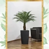 Cây Cau Nga Mi đẹp thanh tao cho không gian xanh